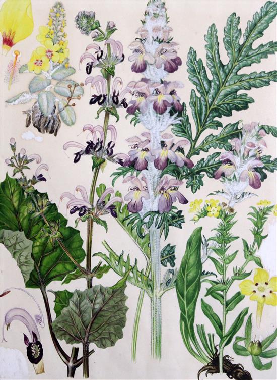 Barbara Mary Steyning Everard (1910-1990) four original designs for Wild Flowers of the World (plates 17, 43, 49 and 63) 17 x 13in.